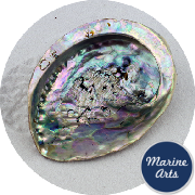 8615-12 - Abalone (Paua) Shell 12cm